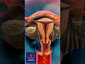 Download Lagu Journey to Conception: Functions of the Female Reproductive System Explained