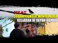 Download Lagu PIKAT BURUNG DI DEPAN RUMAH