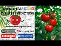 Tomato leaf disease prediction