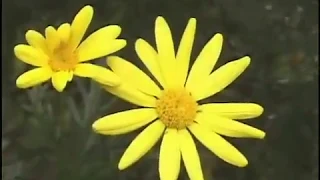 ياللى بطول الرحلة معين 