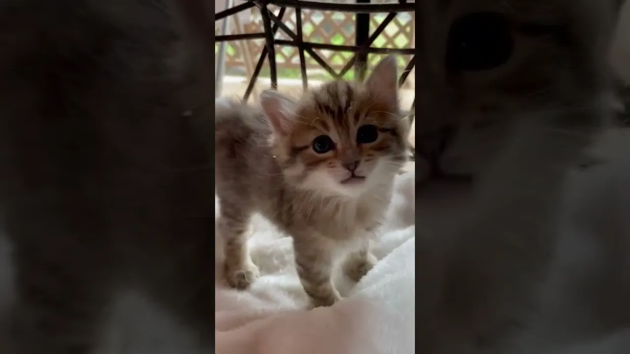 動画