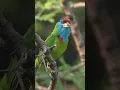 Download Lagu Blue Throated BARBET #birds #birdsound #birdsinging #birdsong #burung #birdcall #birdspecies