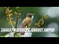 Download Lagu PIKAT CUCAK JENGGOT AMPUH|SUARA PIKAT JENGGOT