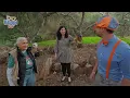 Blippi Meets Owl Friends! | BEST OF BLIPPI TOYS | Educational Videos for Kids