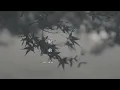 崔迪TRADY -《眼前》MV