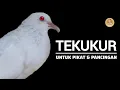 Tekukur Gacor Putih Albino Kuk 3 Super Mewah Untuk Pikat \u0026 Pancingan ‼️ #tekukur #derkuku