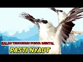 Download Lagu Trucukan mana YANG TIDAK NYAUT dan IKUT TARUNG dengaR trucukan ROPEL garuda ini.BUKTIKAN....!!!