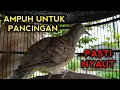 Download Lagu PANCINGAN PERKUTUT BANGKOK AGAR BUNYI LANGSUNG PADA NYAUT BOS 