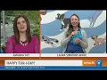 Humane Ohio offers cats for fostering seeks donations Your Day - May 27