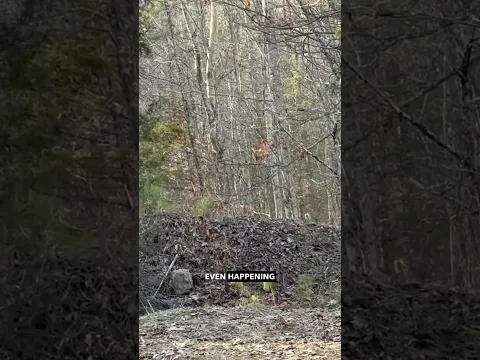 When the Bush Attacks!