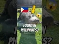 Download Lagu World BIGGEST CROCODILE Ever!🐊😱