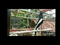 master burung murai kampung borneo