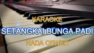 setangkai bunga padi karaoke nada cewek