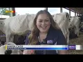 Visiting Ko-Klassic Holsteins at the 2023 Grange Fair