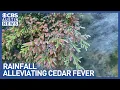 Austin cedar fever sufferers get short-lived rain relief