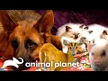 When Animals Become Best Friends Too Cute Animal Planet
