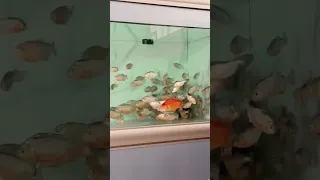 Piranha Swarming Their Prey 