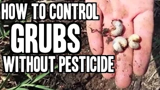 Download How to Eliminate Grubs in Your Lawn or Garden without Pesticide MP3