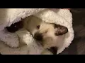 Siamese Kitten s First Day after Adoption