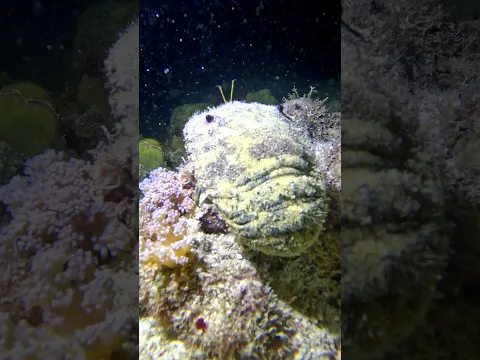 Slipper Lobster