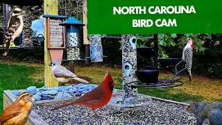 Live Bird Feeder Cam in the Piedmont of North Carolina 24/7