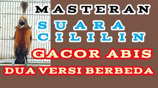 masteran cililin suara dobel cililin cililingacor cililincoklat cililinpanjang masteranburung