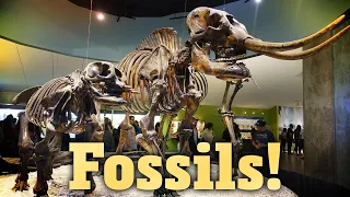 How Do Fossils Form?: Crash Course Geology #18