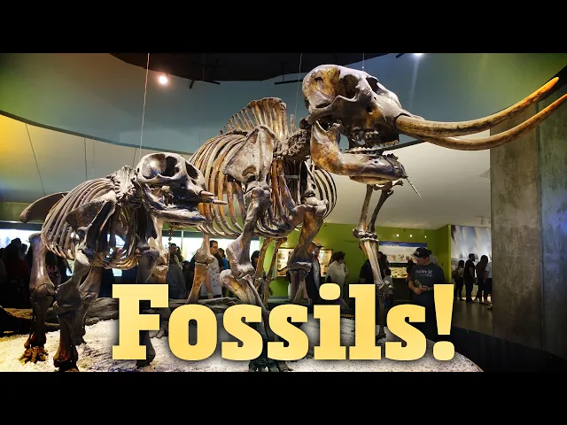 Video: How Do Fossils Form?: Crash Course Geology #18