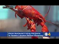 Maine Restaurant Sedates Lobsters With Marijuana Before Cooking Them