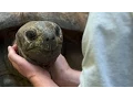 Do Tortoises Like Being Touched