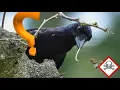 why crows are a symbol of death