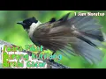 Download Lagu Suara Burung Kutilang Lagi Birahi Buat Pikat Pancing Gacor Paling Ampuh | 1 Jam Nonstop
