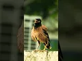 Download Lagu Common Myna Sound