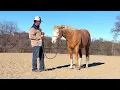 Download Lagu How To Fly Spray Your Horse in 3 Steps