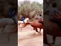 Download Lagu #Arabian horse racing