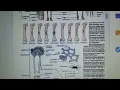 Anatomy Physiology Cheat Sheet Science Olympiad Division C