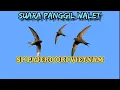 Download Lagu suara panggil walet || SP PAJERO ORI VIETNAM ||suara panggil legendari 2017 || link dibagikan gratis