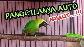 cucak ranting gacor suara jernih untuk pancingan yang susah bunyi