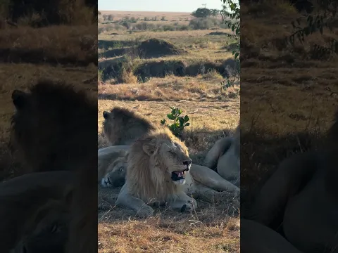 Lion brothers resting on a hot afternoon