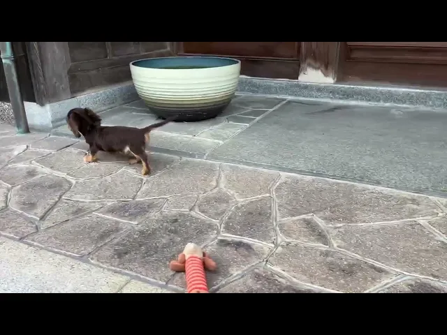 動画