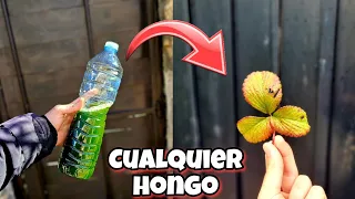 MATA al 99,7% de los HONGOS de tus PLANTAS y CASA con este FUNGICIDA Casero (No falla)