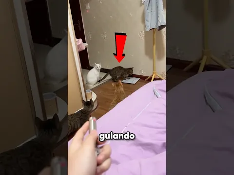 La chica usó a su gata para apagar las luces