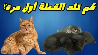 كم تلد القطة أول مرة كل ما يخص عملية الولادة للقطط دندنها