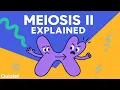 Meiosis II Explained Equational Division Stages of Cell Division