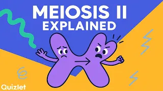 Meiosis II Explained Equational Division Stages of Cell Division