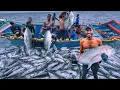 Lagu Unbelievable Monster Fishing‼️ Tons of Trevally in One Catch 🤯 | Deep Sea Fishing