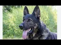 Lagu German shepherd ndi ofunika kwambiri kuposa agalu amene anagula fetereza ku Butchery 