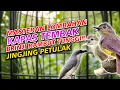 Download Lagu JINGJING PETULAK, KAPAS TEMBAK \u0026 BRINJI RAMBUT TUNGGIR MASTERAN BURUNG LOMBAHAN JUARA