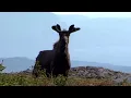 How Moose Took Over Newfoundland - Nature s Unexpected Invasion