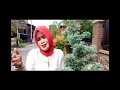 Download Lagu AIA MATO PALIPUA JAJAK // Dendang Minang Cip : Asben // Voc : Nelva Syair